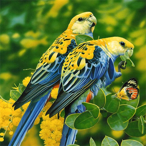 birds puzzle