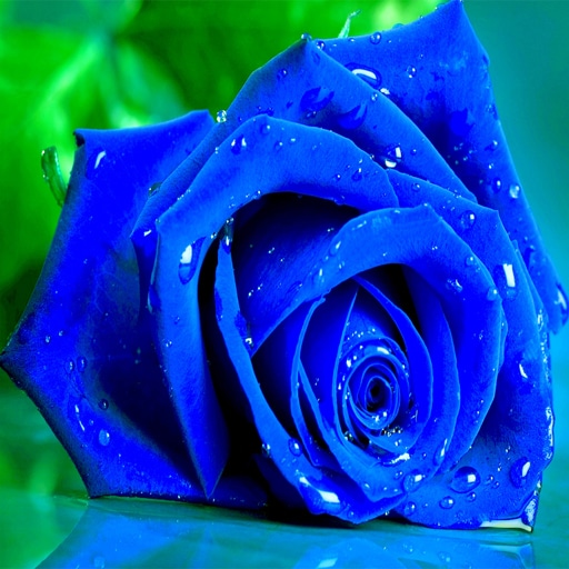 blue roses puzzle