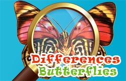 differences butterflies