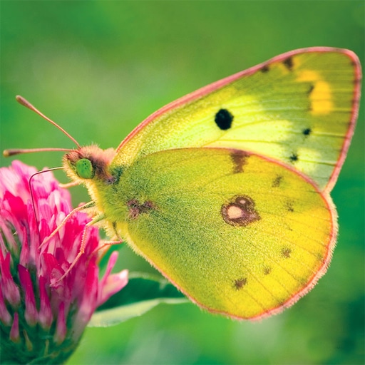 nature jigsaw puzzle butterfly