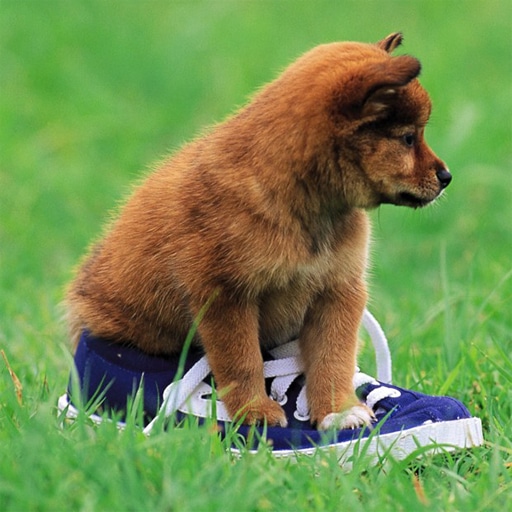 playful puppy outdoor puzzle